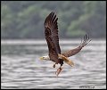 _2SB0459 american bald eagle with fish